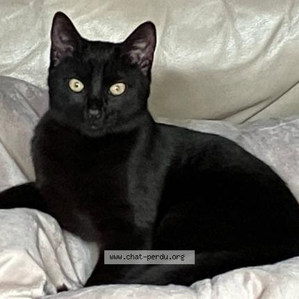 Photo 1/1 Crumble Chat lost in Villette