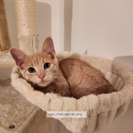 Photo 1/1 Baloo Chat lost in Cerisy la foret