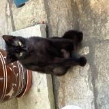 Picture of cat found at St Lambert Du Lattay