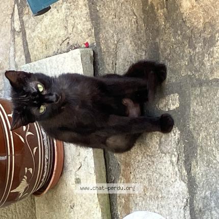 Photo 1/1 Found cat Found in St lambert du lattay