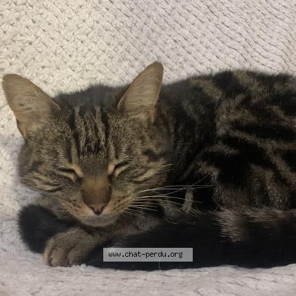 Photo 1/1 Obiwan Chat lost in Condat sur vienne