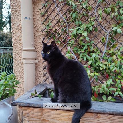 Photo 1/1 Piniouf Chat lost in Saint romain en gier