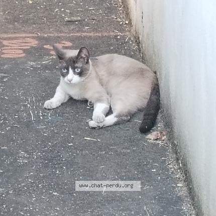 Photo 1/1 Found cat Found in Orly