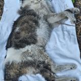 Picture of cat found at Saint Jacques Sur Darnetal