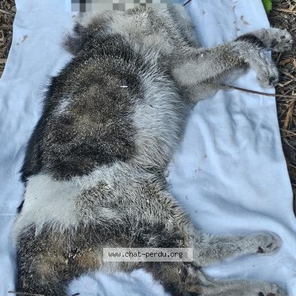 Photo 1/1 Found cat Found in Saint jacques sur darnetal