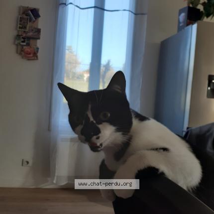 Photo 1/1 Gomette Chat lost in Saintes