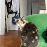 Picture of cat lost at Lille