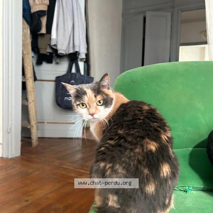 Photo 1/1 Boulette Chat lost in Lille