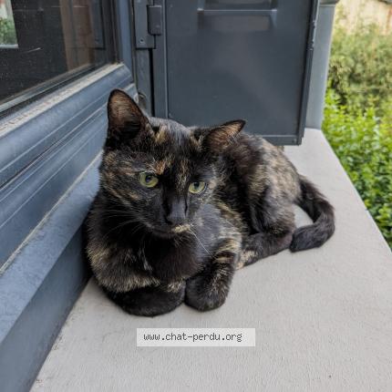 Photo 1/1 Tapenade Chat lost in Clermont ferrand