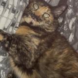 Picture of cat lost at La Ciotat