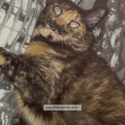 Photo 1/1 Fusée Chat lost in La ciotat