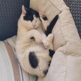 Picture of cat lost at Grasse