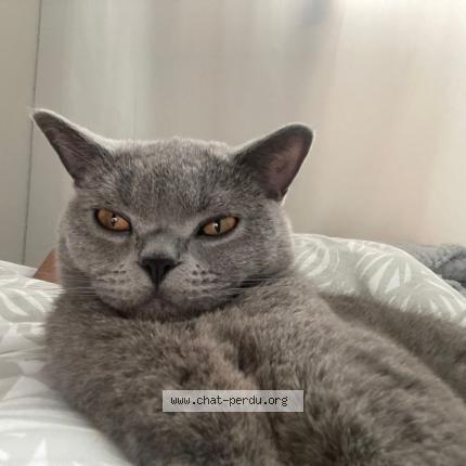 Photo 1/1 Simba Chat lost in Saint michel sur orge