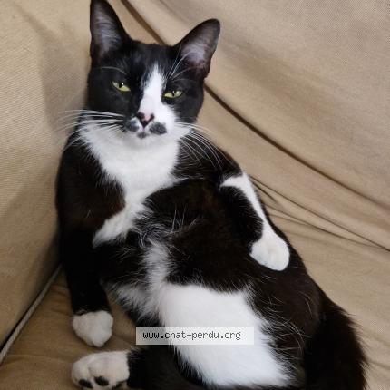 Photo 1/1 Xayah Chat lost in St herblain