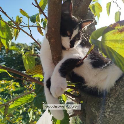 Photo 1/1 Miskin Chat lost in Marseille