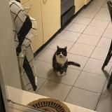 Picture of cat lost at Lausanne