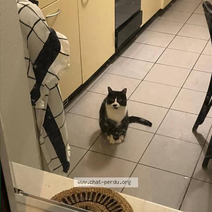 Photo 1/1 Lenina Chat lost in Lausanne