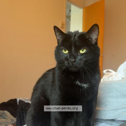 Photo 1/1 Krokmou Chat lost in Longueuil