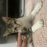 Picture of cat found at Paris