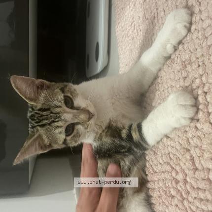 Photo 1/1 Found cat Found in Paris