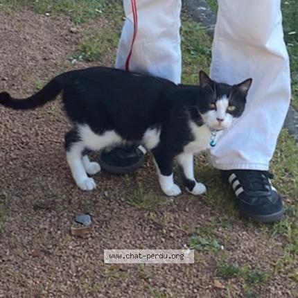 Photo 1/1 neos Chat lost in Evres