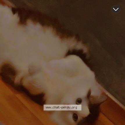 Photo 1/1 Bulma Chat lost in Nilvange