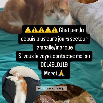 Photo 1/1 Mia Chat lost in Lamballe