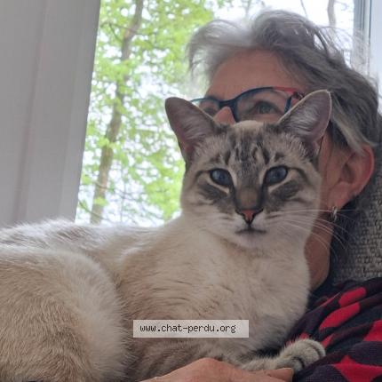 Photo 1/1 Doris Caron Chat lost in Shefford