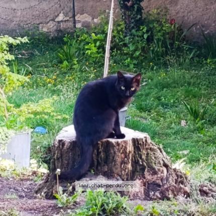 Photo 1/1 Baguy Chat lost in Nevers