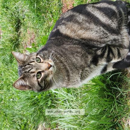 Photo 1/1 Mowgli Chat lost in Millau