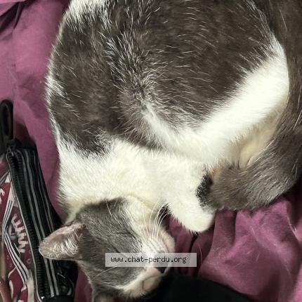 Photo 1/1 Nobu Chat lost in Laigne st gervais