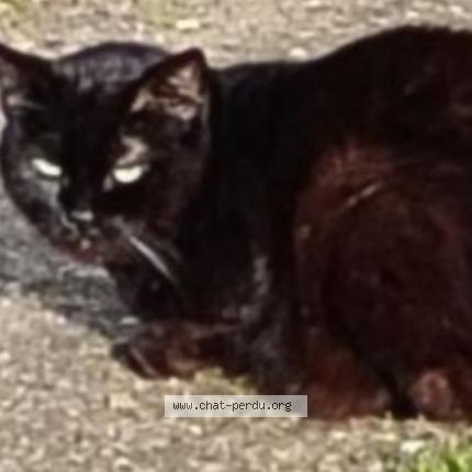 Photo 1/1 Nénette Chat lost in Saint amand montrond