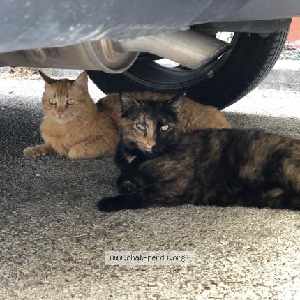 Photo 1/1 Mimine Chat lost in La valette