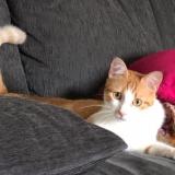 Picture of cat lost at Noisiel