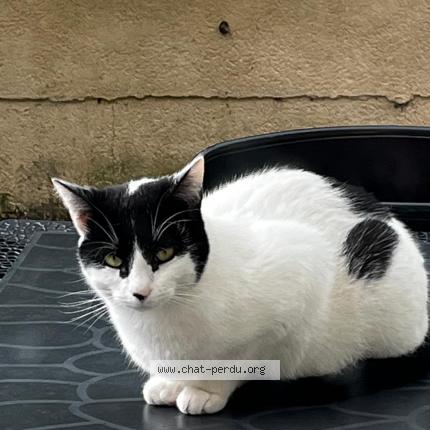 Photo 1/1 Baya Chat lost in Noiseau