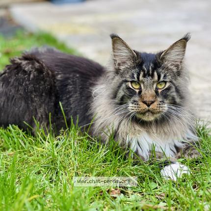 Photo 1/1 Zuma Chat lost in Saint fiacre sur maine