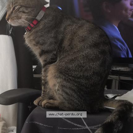 Photo 1/1 Yuna Chat lost in Saint michel de llotes