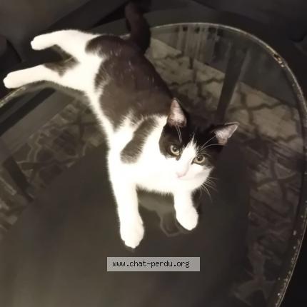 Photo 1/1 Simba Chat lost in Villepinte