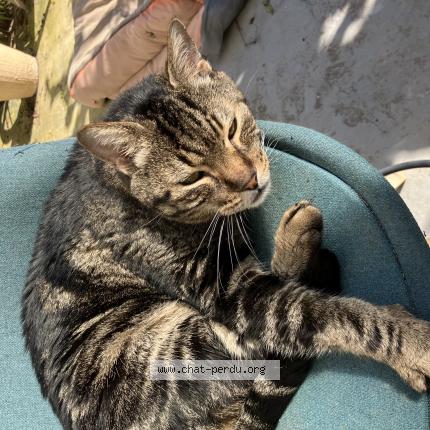 Photo 1/1 Mimine Chat lost in Cagnes sur mer