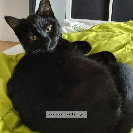 Photo 1/1 Luna Chat lost in Bruxelles
