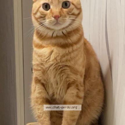 Photo 1/4 ASLAN - Doudou Chat lost in Lisses