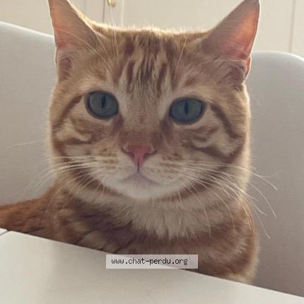 Photo 2/4 ASLAN - Doudou Chat lost in Lisses