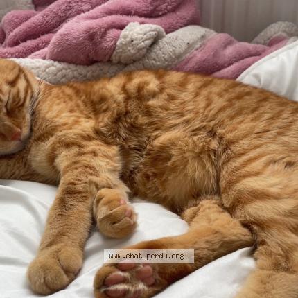 Photo 3/4 ASLAN - Doudou Chat lost in Lisses