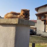 Picture of cat lost at Moidieu Detourbe