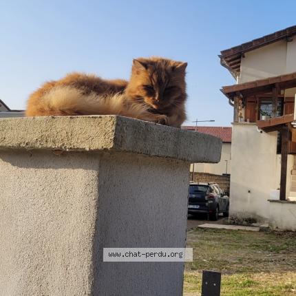 Photo 1/1 Cat reunited Lost in Moidieu detourbe