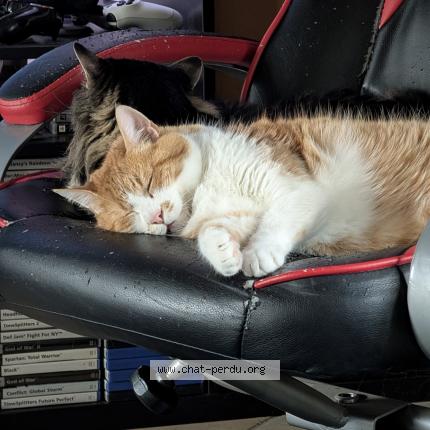 Photo 1/1 Loki Chat lost in Vufflens le chateau