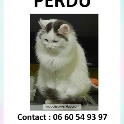 Photo 1/1 Mitsy Chat lost in Montbrison