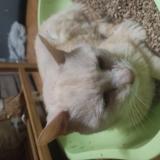 Picture of cat found at Gravelines