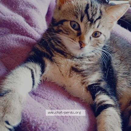 Photo 1/1 Mimi Chat lost in Coulouniex chamiers