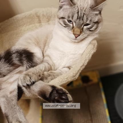 Photo 1/1 Yuko Chat lost in Puget sur argens